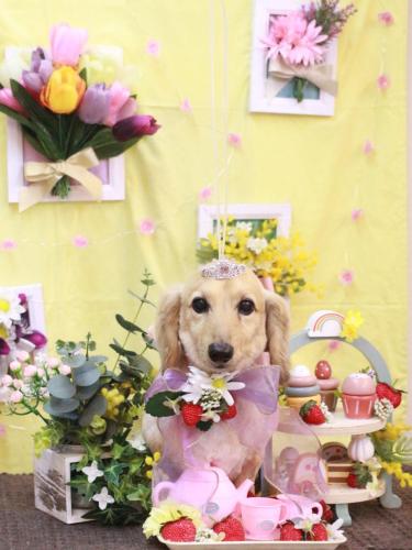 20230324ここあちゃん